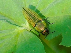 Agaeocera scintillans