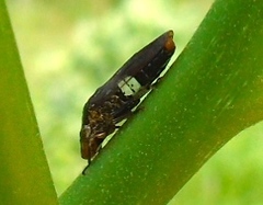 Homalodisca ichthyocephala