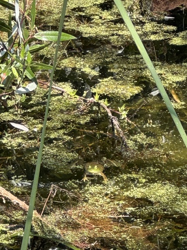 iNaturalist observation photo of American Bullfrog