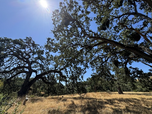 iNaturalist observation photo of valley oak