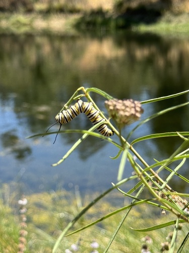 iNaturalist observation photo of Monarch