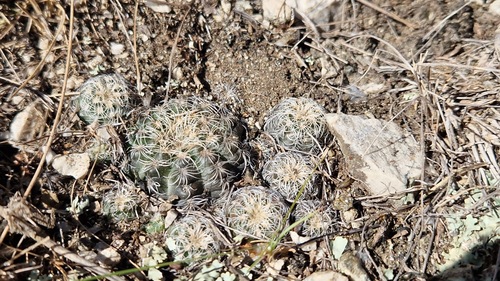 Gymnocalycium bruchii