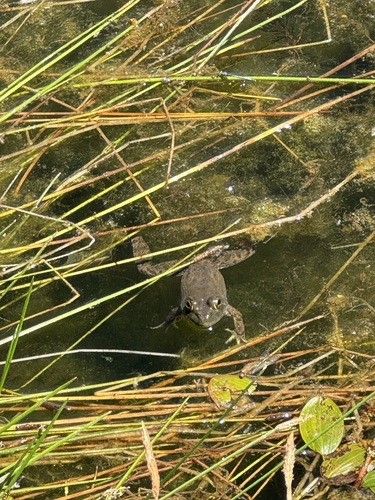 iNaturalist observation photo of American Bullfrog