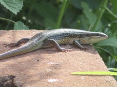 Trachylepis perrotetii