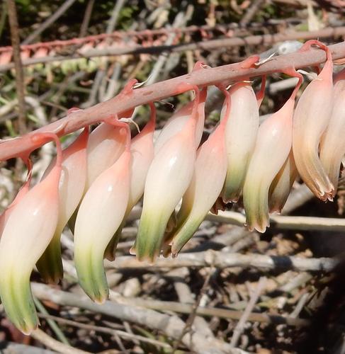 Gasteria excelsa