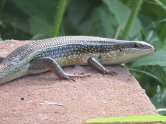 Trachylepis perrotetii