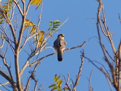 Falco chicquera