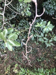 Salacia gerrardii