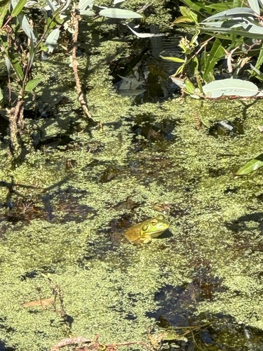 iNaturalist observation photo of American Bullfrog