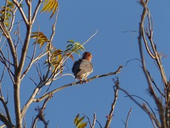 Falco chicquera