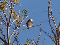 Falco chicquera