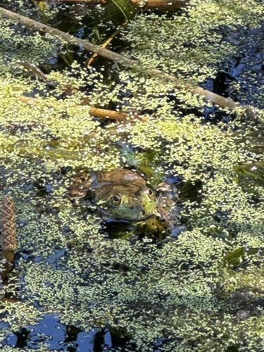 iNaturalist observation photo of American Bullfrog
