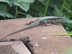 Trachylepis perrotetii