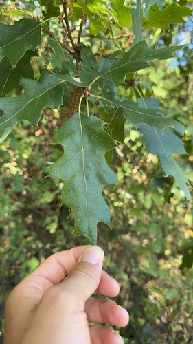 iNaturalist observation photo of oaks