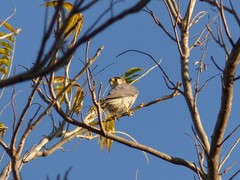 Falco chicquera