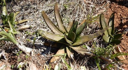 Gasteria excelsa