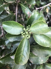 Salacia gerrardii