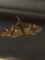 Diathrausta