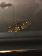 Diathrausta
