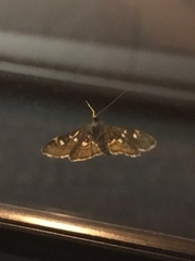 Diathrausta