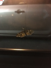 Diathrausta