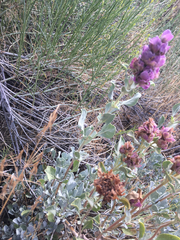 Salvia pachyphylla