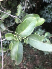 Salacia gerrardii