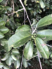 Salacia gerrardii