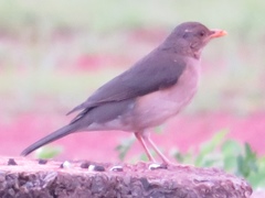 Turdus pelios