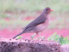 Turdus pelios