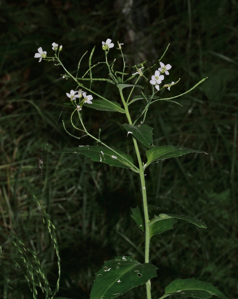 Cevenne Rockcress