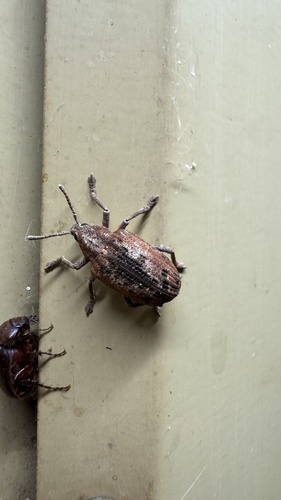 Bryachus squamicollis