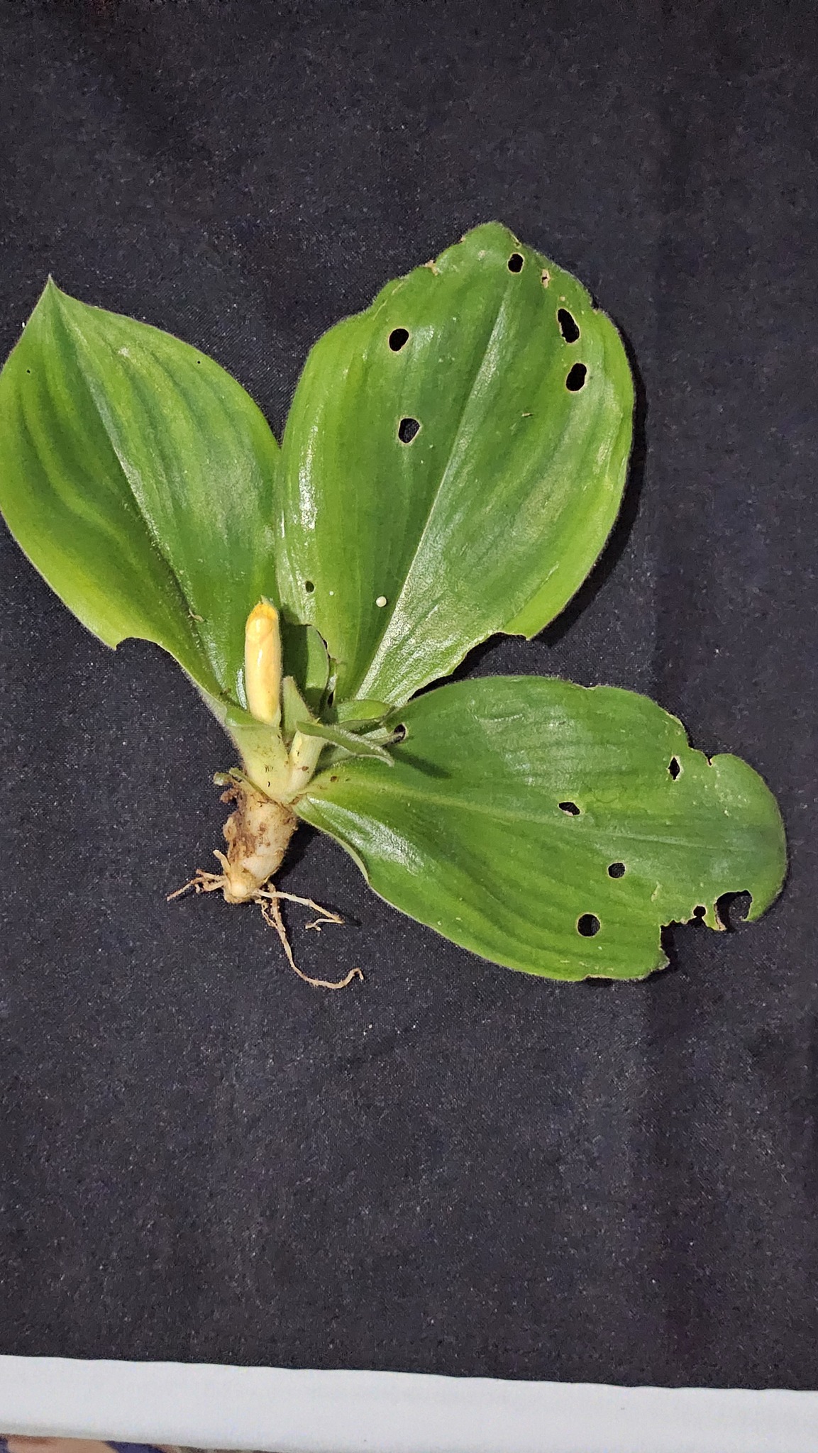 Chamaecostus acaulis