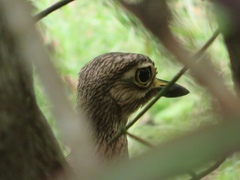 Burhinus senegalensis