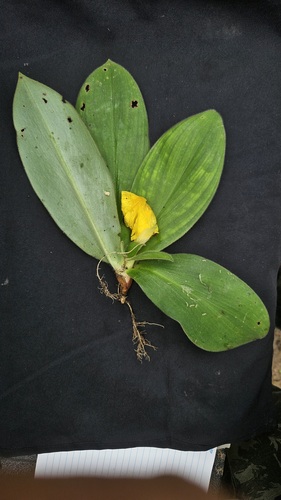 Chamaecostus acaulis
