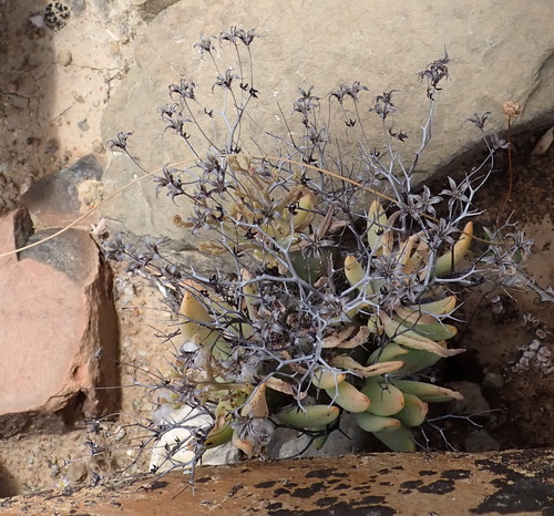Image of Thorny Butterbush (Tylecodon reticulatus) by (c) Nicola van Berkel, some rights reserved (CC BY-SA)