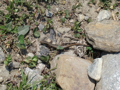 Ablepharus himalayanus