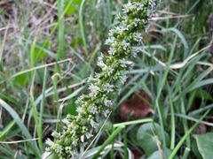 Triglochin multifructa