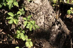 Heteromorpha arborescens abyssinica