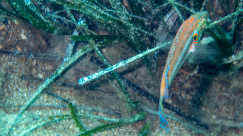 Ocellated wrasse (Symphodus ocellatus) — Labridae — 4