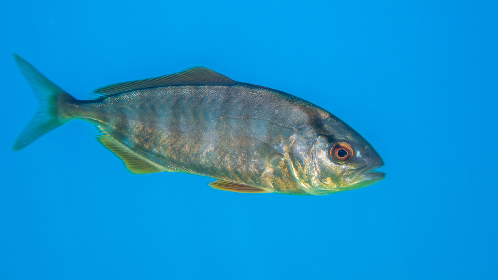 Photo of Greater amberjack (Seriola dumerili)