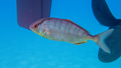 Photo of Greater amberjack (Seriola dumerili)