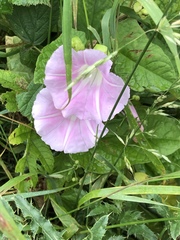 Calystegia × pulchra