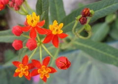 Asclepias curassavica