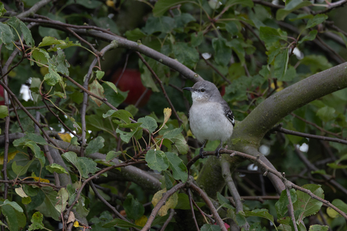Sinsonte norteño (Mimus polyglottos)