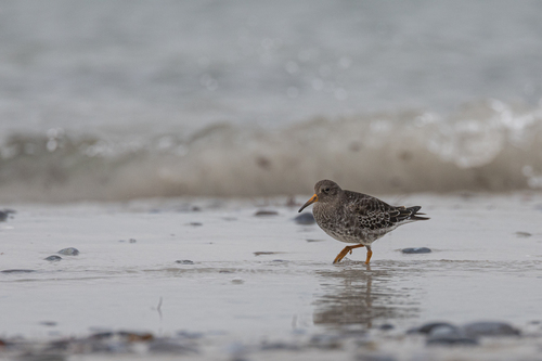 Correlimos oscuro (Calidris maritima)