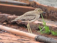 Burhinus senegalensis