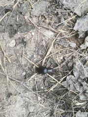 Lucanus tetraodon