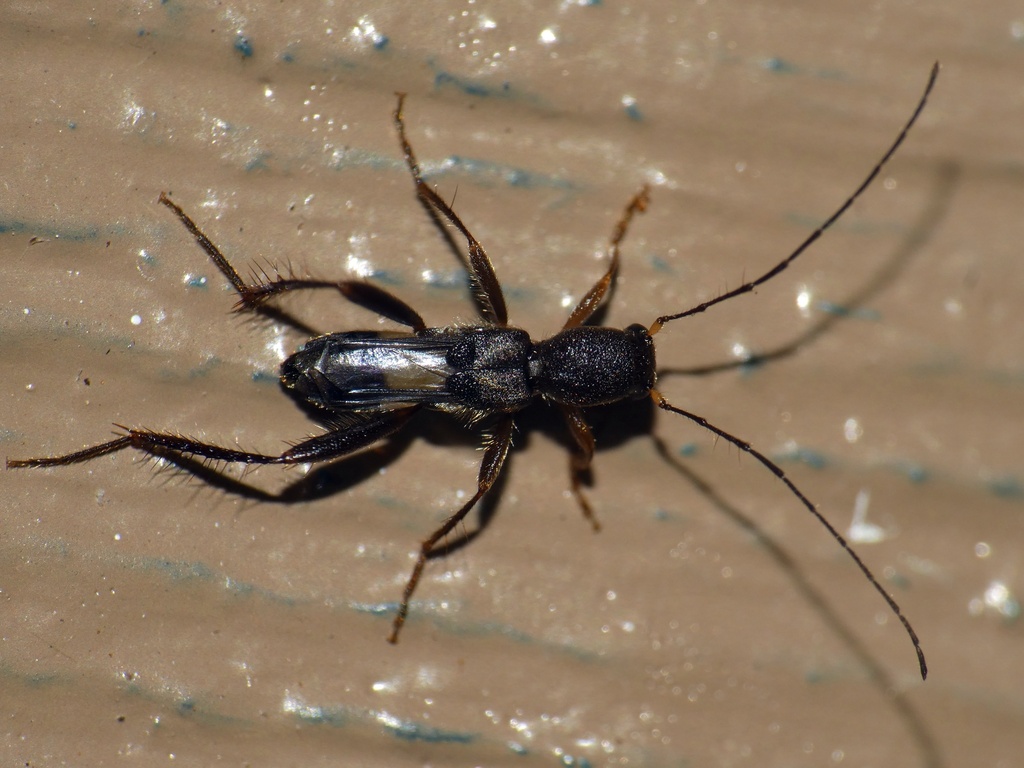 Molorchoepania albiventris