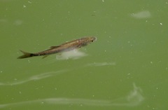 Richardsonius balteatus